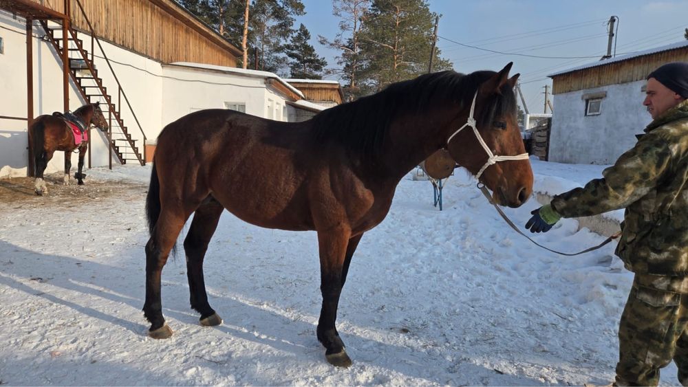 На продаже Жеребец Айгыр 6 лет