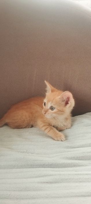 Отдам в добрые ручки черного котика