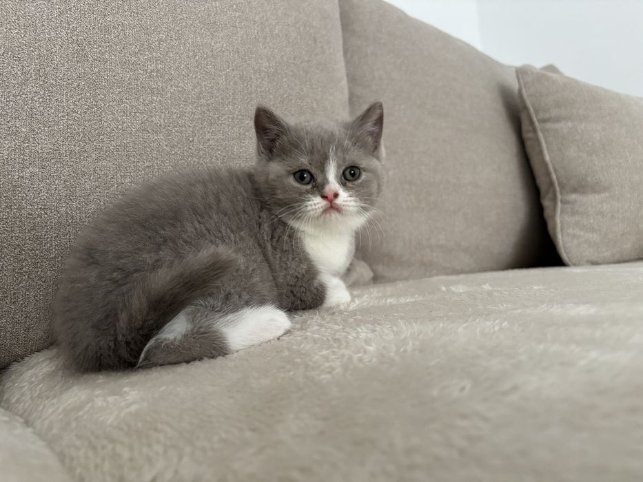British shorthair