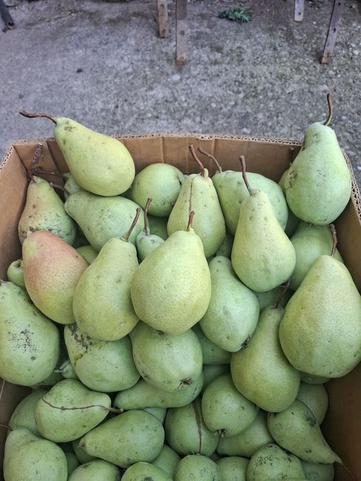 Продавам ябълки и круши