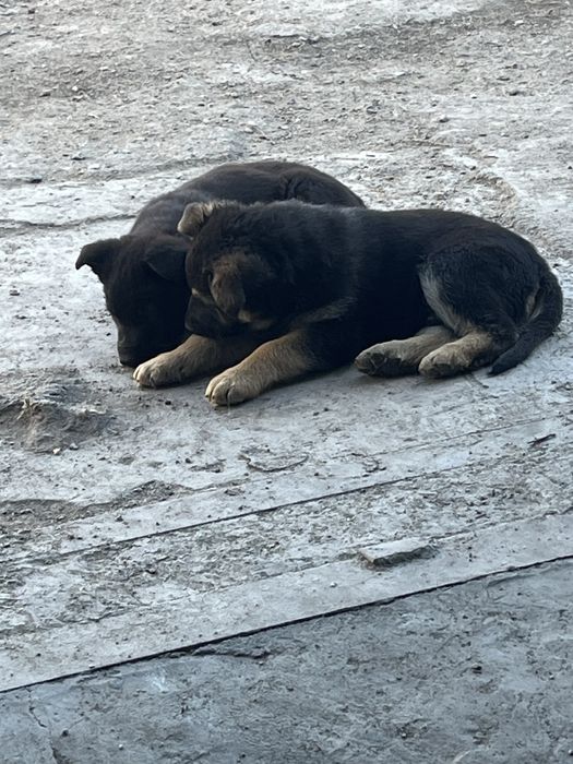 Продам щенка вео