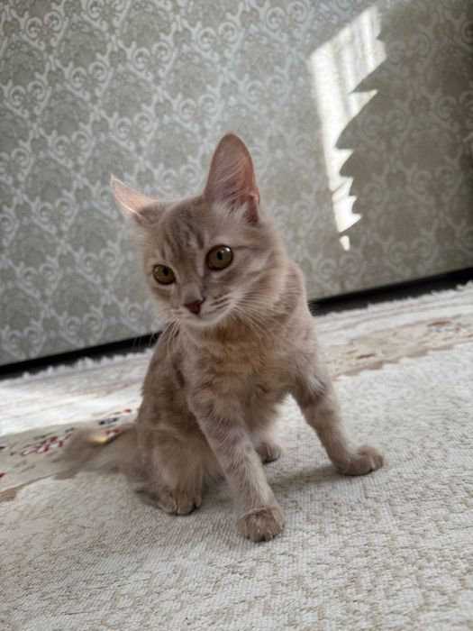 Отдам котенка почти годик