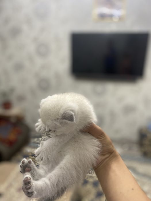 Mushuk sotiladi!