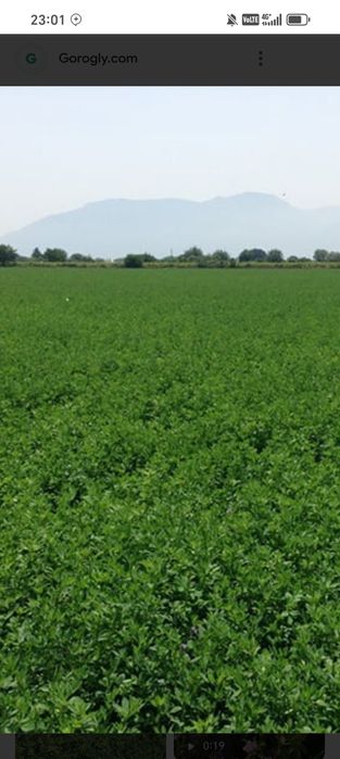 O'zbekiston Ispaniya yurunja urug'lari sotiladi va ekib beriladi.