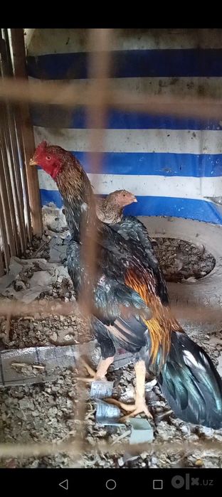 Сотилади хурозлар