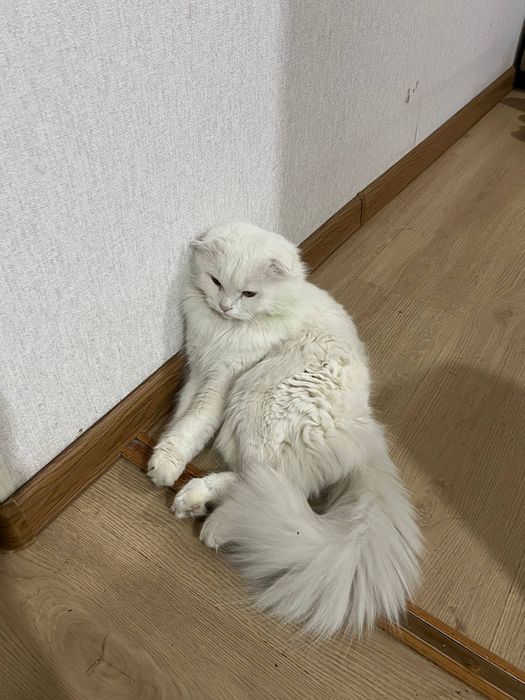 Продаётся белоснежный  кот Scottish fold longhair