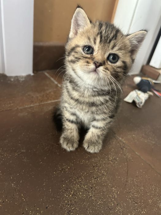 Британчета на 2 месеца