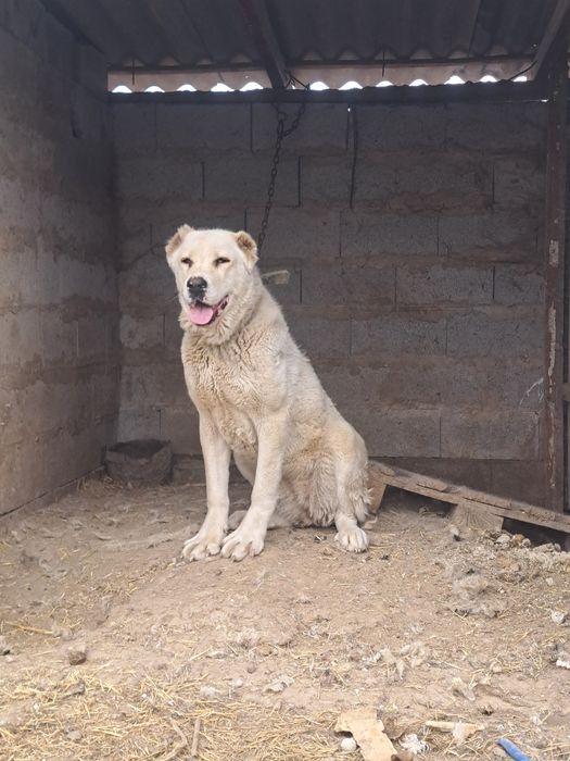 Алабай ұрғашы сатылады