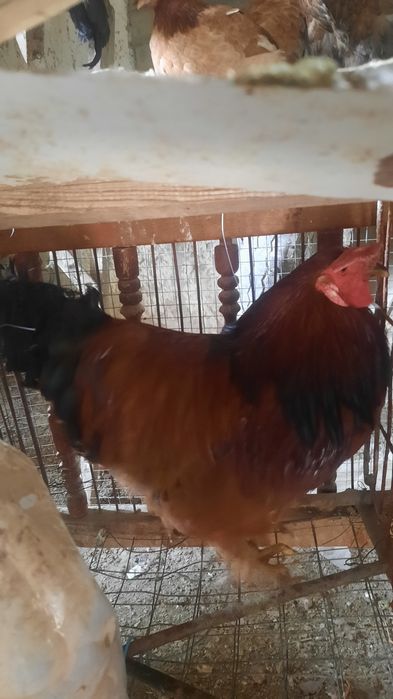 Хурозлар сотилади соглом  хонаки брама аралаш