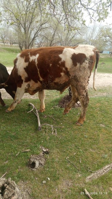 Продам быка сименталь