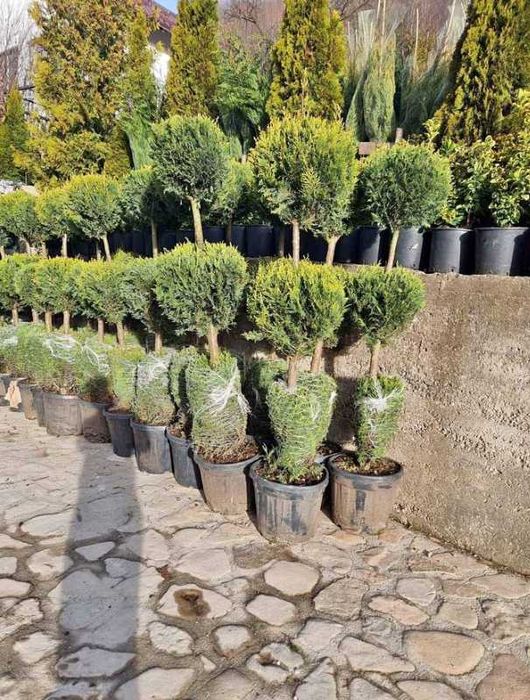 Plante Ornamentale