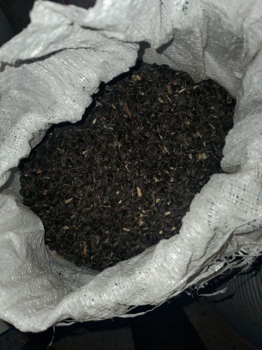 Vand floarea soarelui productie 2025