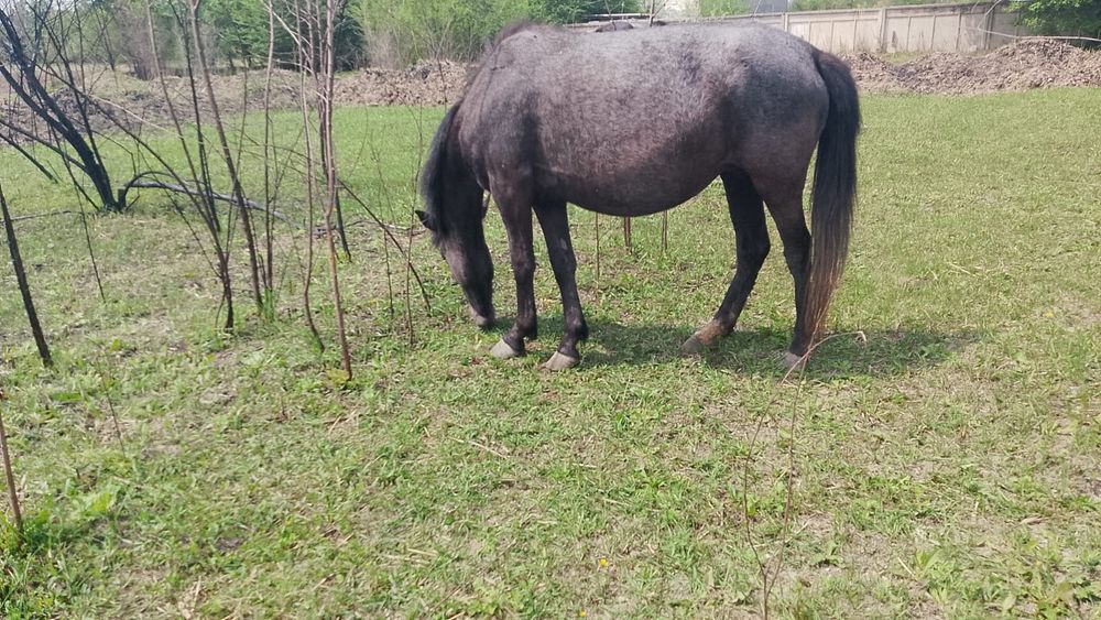 Буаз бие  1 айда  кулындайды