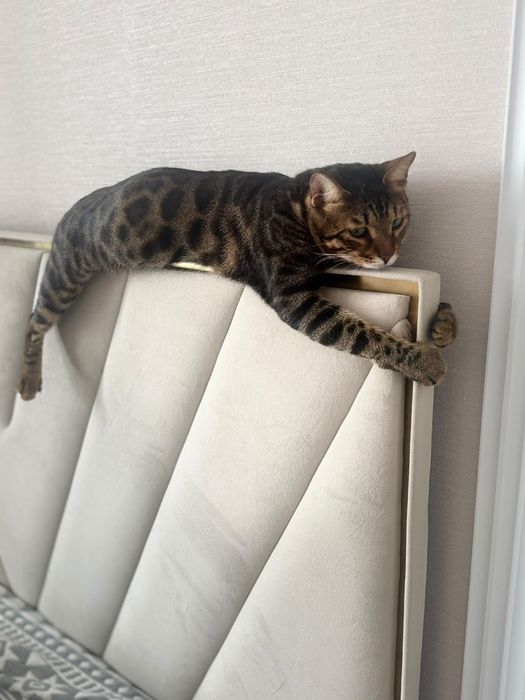 Продаю бенгальского кота