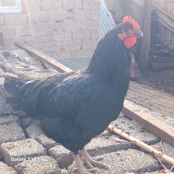 Джерсий Гигант қораздары сатылады бағасы болары 10000