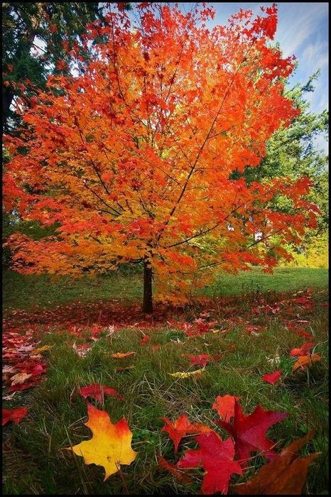 Liquidambar (Arborele De Guma )la ghiveci