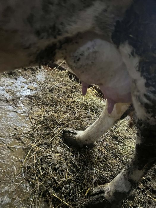 Vând vaca de lapte olandeza