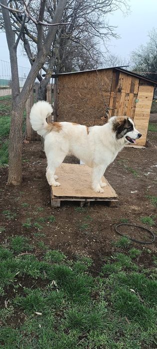 Ciobanesc de Bucovina Mascul