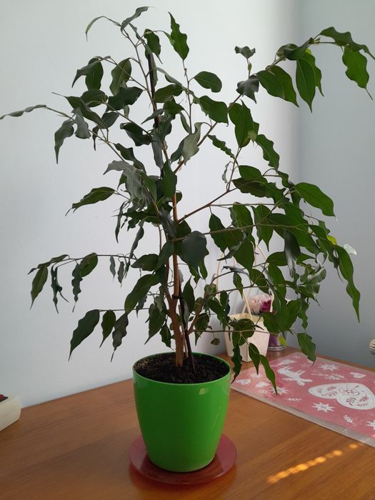 Бенджамин зелен около 50 см.