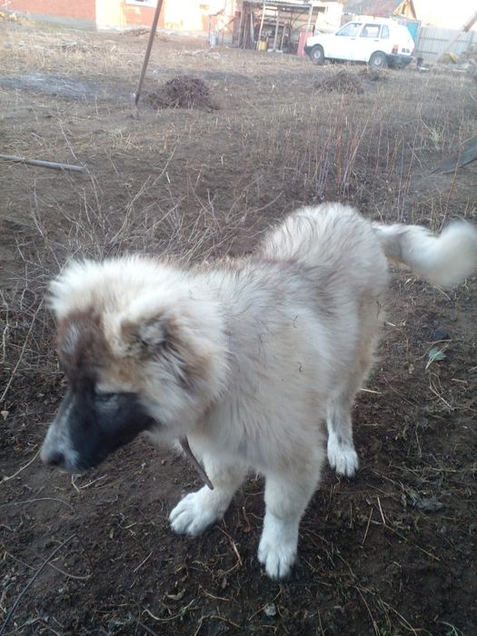 продам кавказскую овчару
