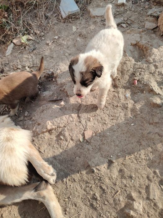 Отдам кутят бесплатно