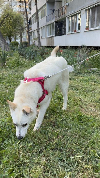 Търси дом! Здравейте, това е Айра
