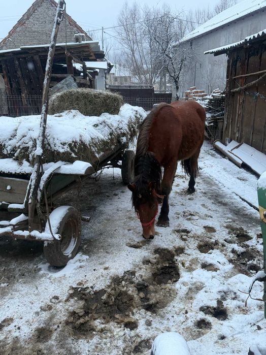 Vând mânză murgă