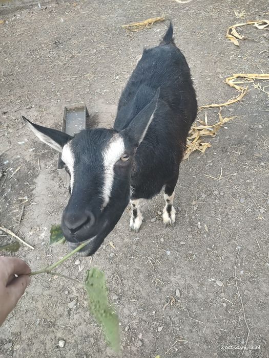 Vind capră de rasă !