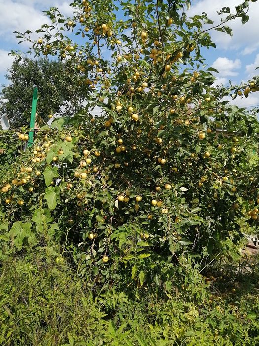 Продам дачу район Кардиологии