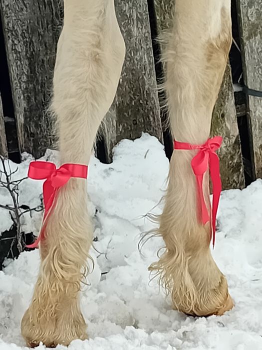 Vand mânz gipsy vanar 4 luni