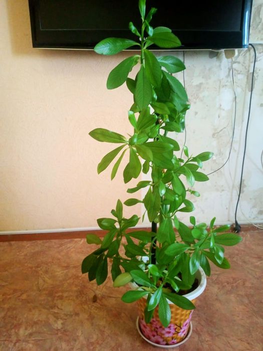 Продам ,,чайное дерево,, 90 см