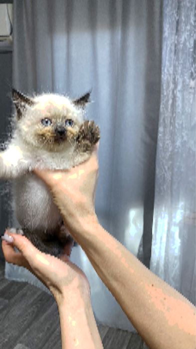 Котята Сиамки  и сибиряка в добрые руки.