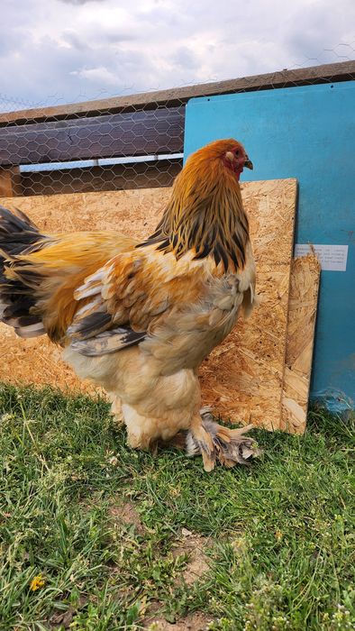 Cocoș Brahma vârstă de 6 luni