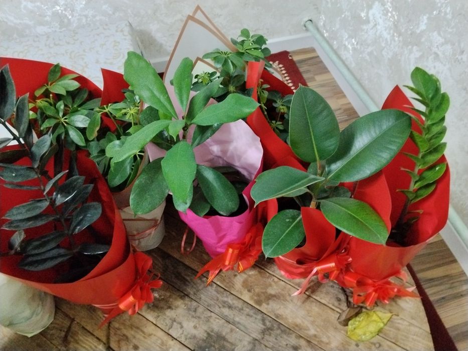 8 наурызга гулдер