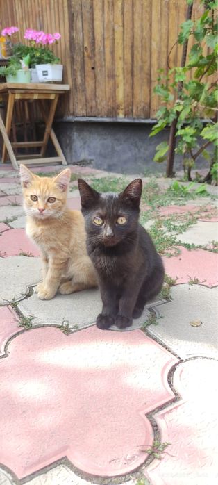 Алматы! Очаровательные котята ищут дом!