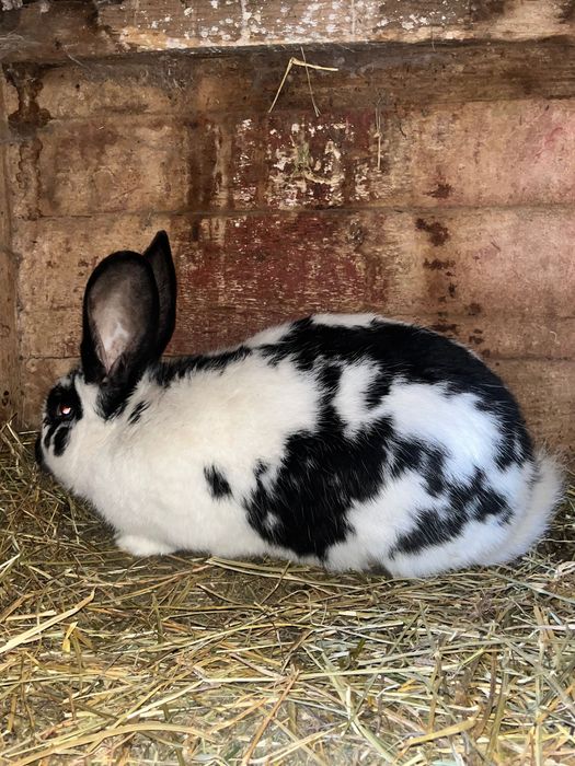 Vand iepure femelă fluture german