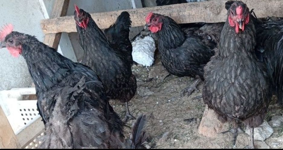 Куры петух черный