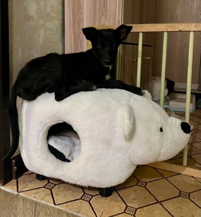 Ташкент. Отдам щенка в добрые руки