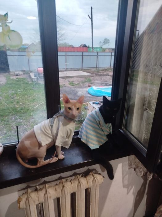 Продам сфинкса кот