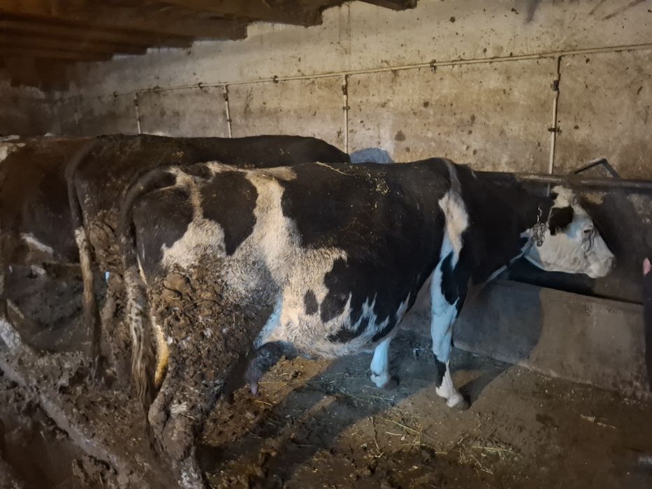 Vaca de vânzare gestantă