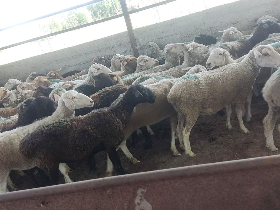 80 бас бойдак кой сатылады