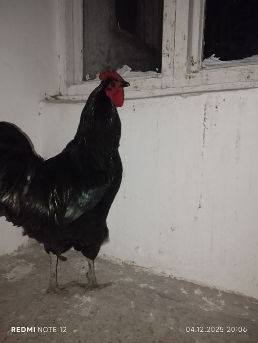 Jersi gigant lar sotiladi