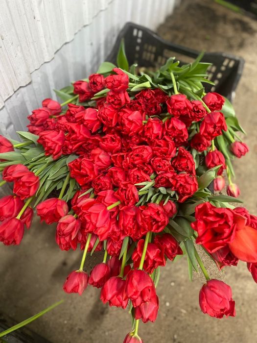 Тюльпаны Оптом |8 марта |Теплица |от 365