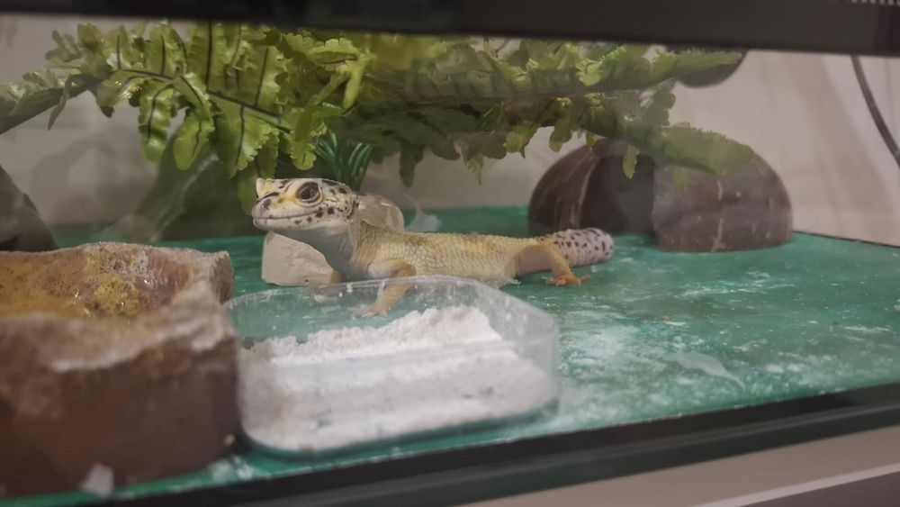 Детёныши эублефара редкой морфы забронировать