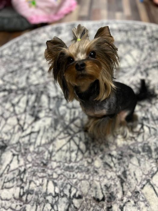 Щенки Йоркширского терьера