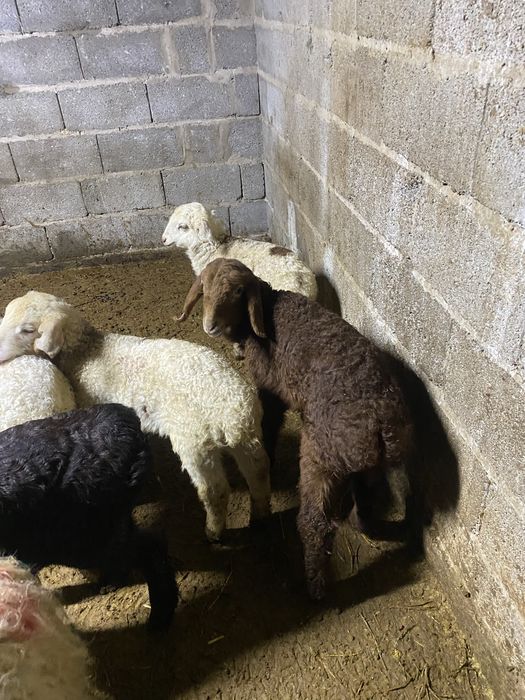 Продам ягнят, козы сатылады