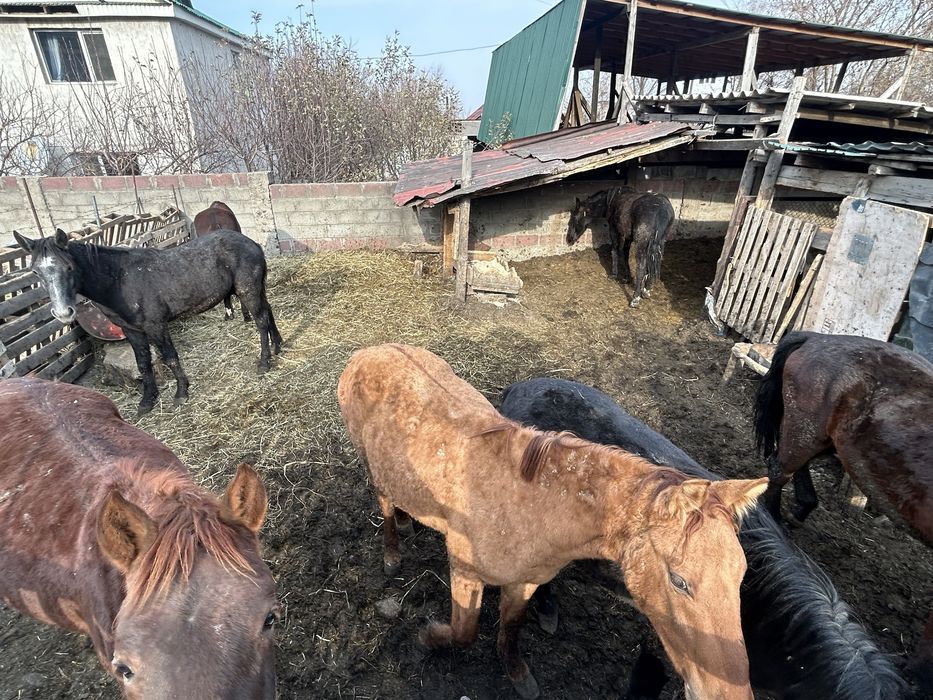 Продам Семь Лошадей