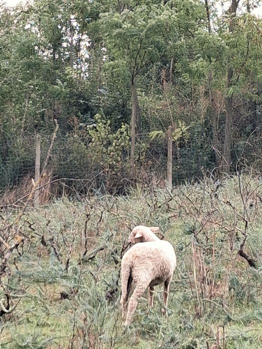 De vânzare un mănz de 5 luni și o cărlanca are undeva la 50 kg 55kg se vinde separat