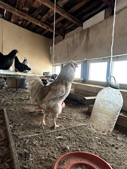 Хўрозлар сотилади, нархи келишилади