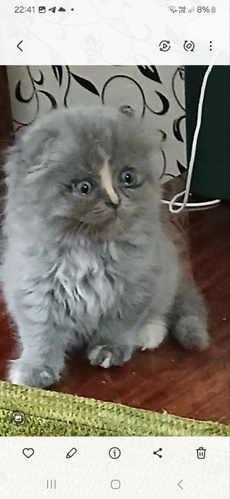 Продаются чистокровные Манчкин от правильной вязки.